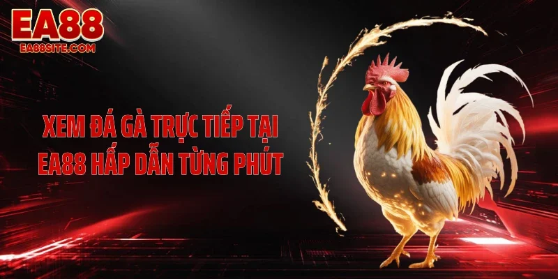 Xem đá gà trực tiếp tại EA88 hấp dẫn từng phút